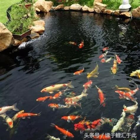 養魚 水質